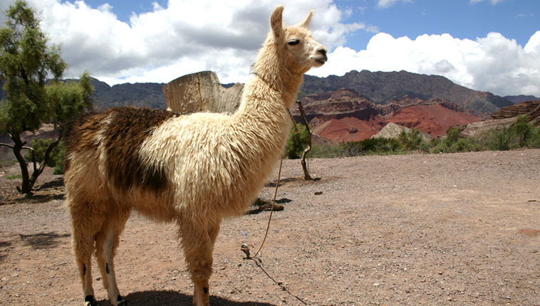 Experiencia Humahuaqueña - Desde MENDOZA